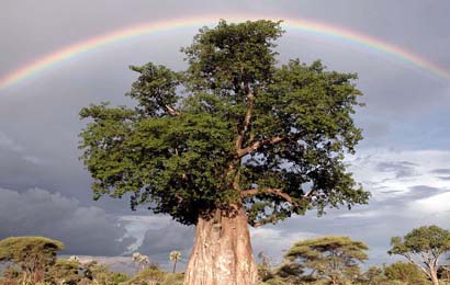 Intorno al Baobab…quali fantasmi ci evocano le parole emigrazione – trasferimento?