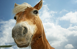 Il sogno di tanti bambini? adottare un cucciolo… di cavallo!
