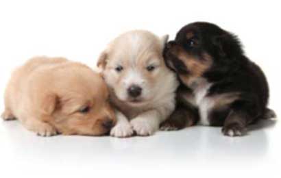 Convivere con un cane? pet education anche nei nidi d’infanzia!