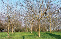 Con le radici nel cuore e i rami altrove